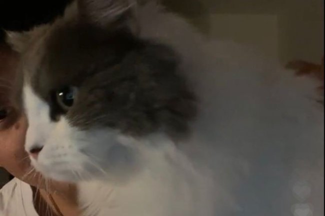 Menggali Emosi dalam Lagu "Fiona" oleh Arash Buana